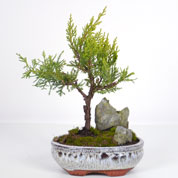 Paisagem miniatura Zimbro dourado